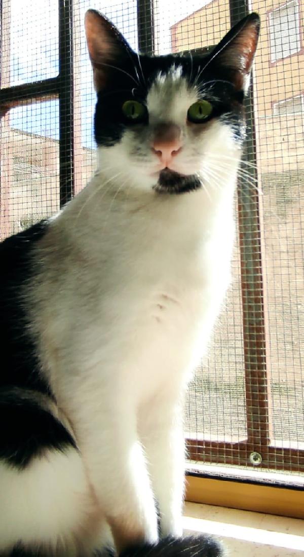 ZORRO & FRANCESCO Foto 6